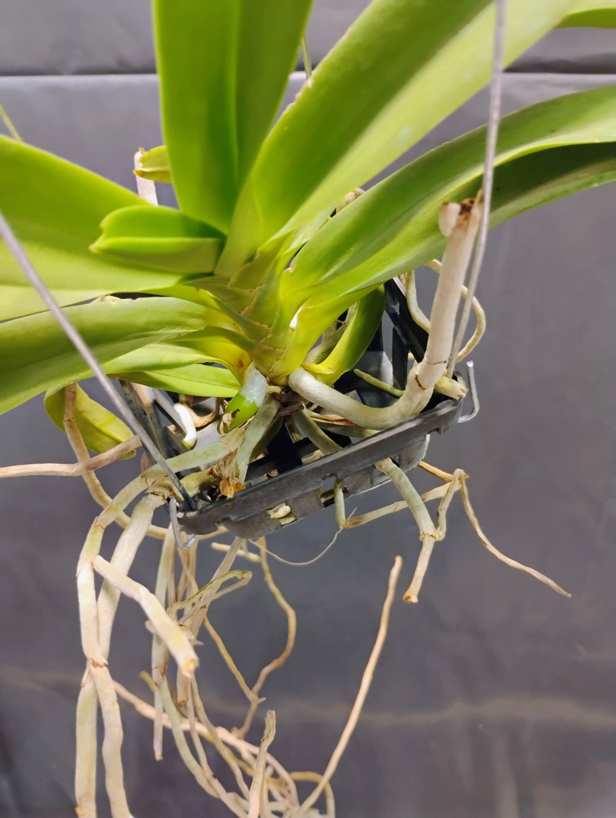 Vanda Orchid (Fragrant) – Kouishiro Ika