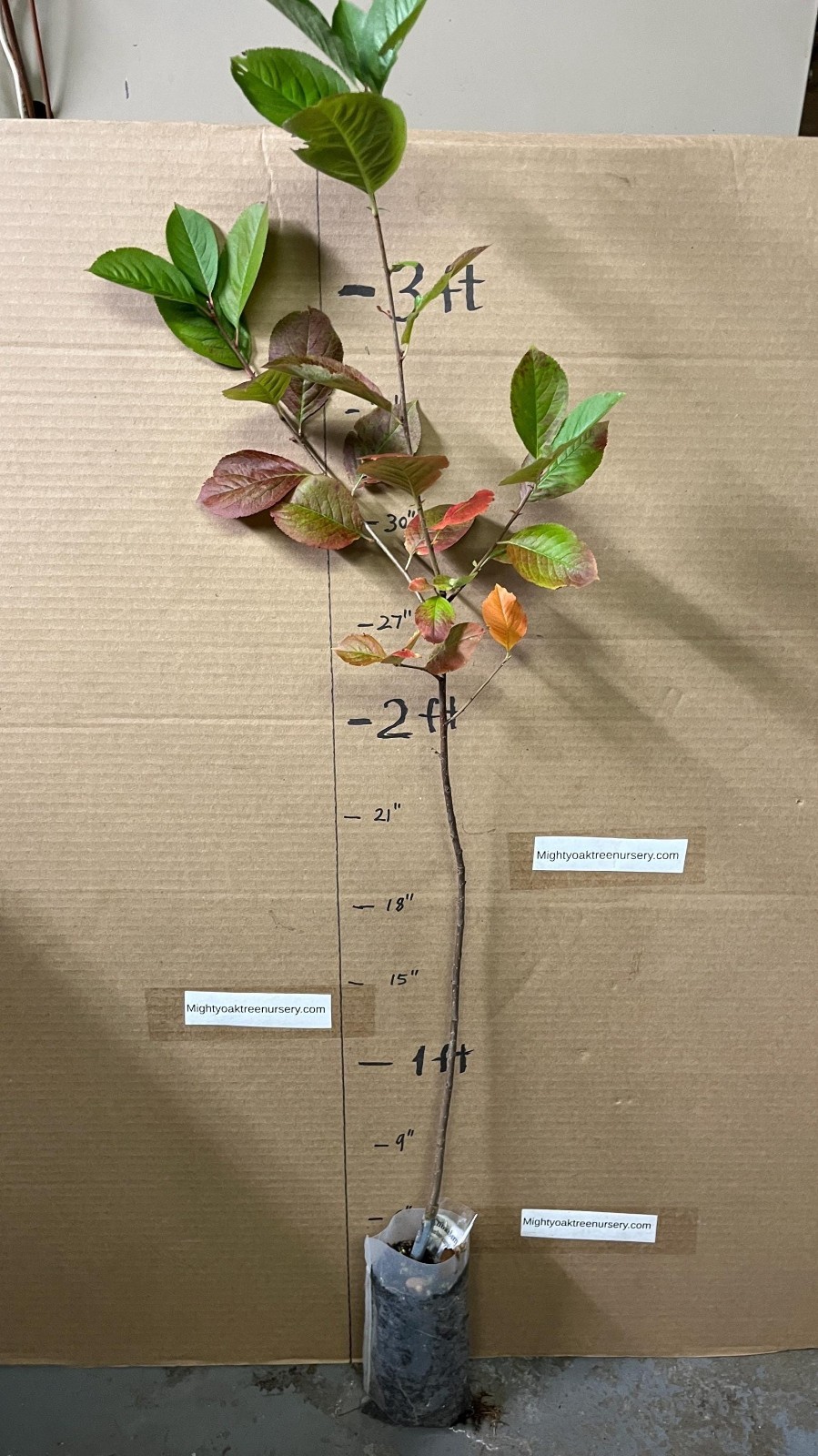 2-3 ft tall Viking Aronia melanocarpa – Black chokeberry, plant potted