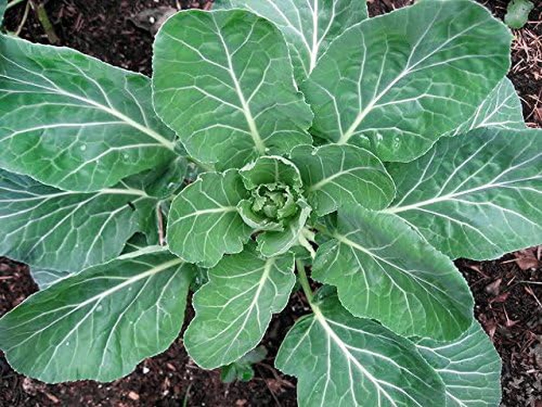 100 Giant Collard Georgia Southern Seeds Herb Collards Heirloom Non-Gmo from USA