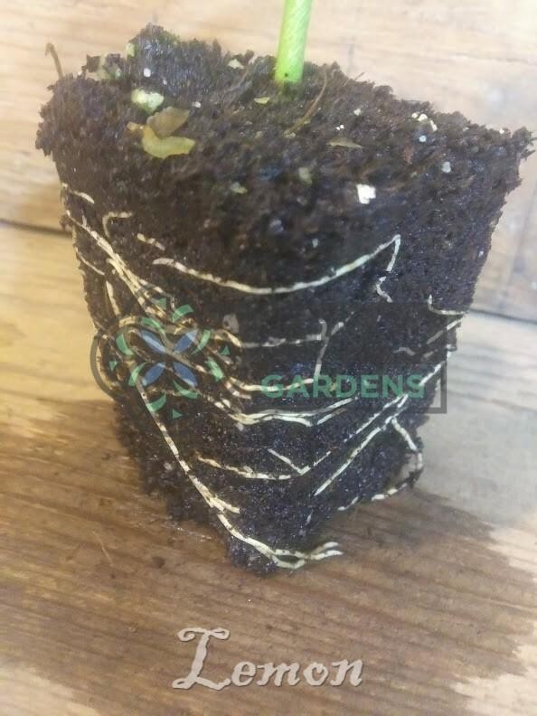 Eureka Lemon Tree Seedling (Citrus limon ‘Eureka’) Live Tree – Multiple Sizes