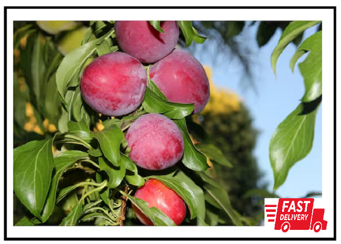 Dwarf Santa Rosa Plum Tree Bare Root – Compact Fruit Tree