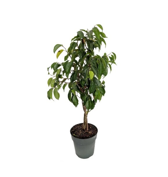 Wintergreen Weeping Fig Tree in 8″Pot Indoor Ficus. Home/Office Decor Great Gift