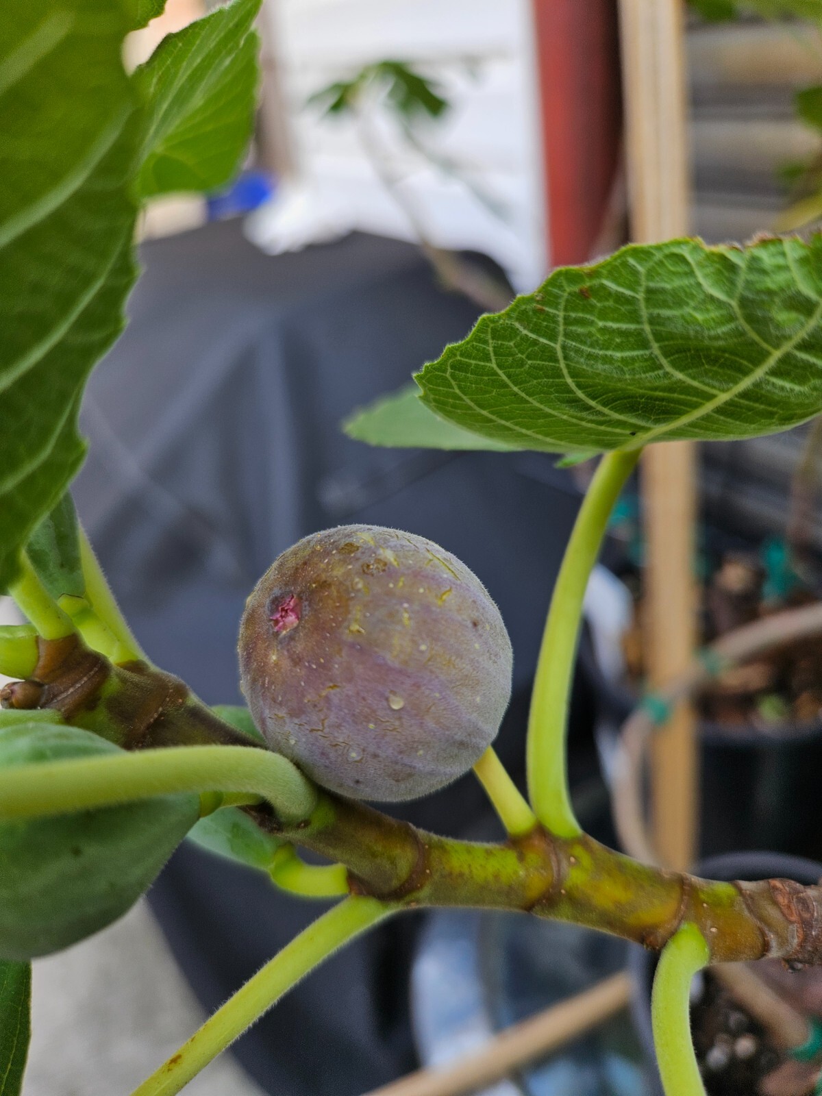 Smith Fig – 2 Cuttings – PLUS WILLOW WATER FOR ROOTING!! – Free Shipping