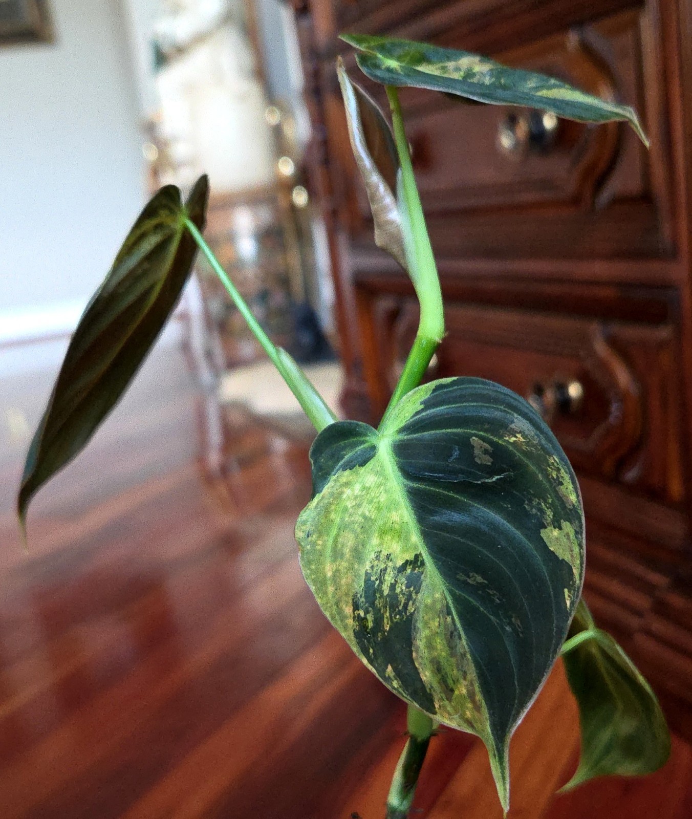 Rare Philodendron Variegated Melanochrysum 14″ Tall Not Anthurium Aroid Monstera