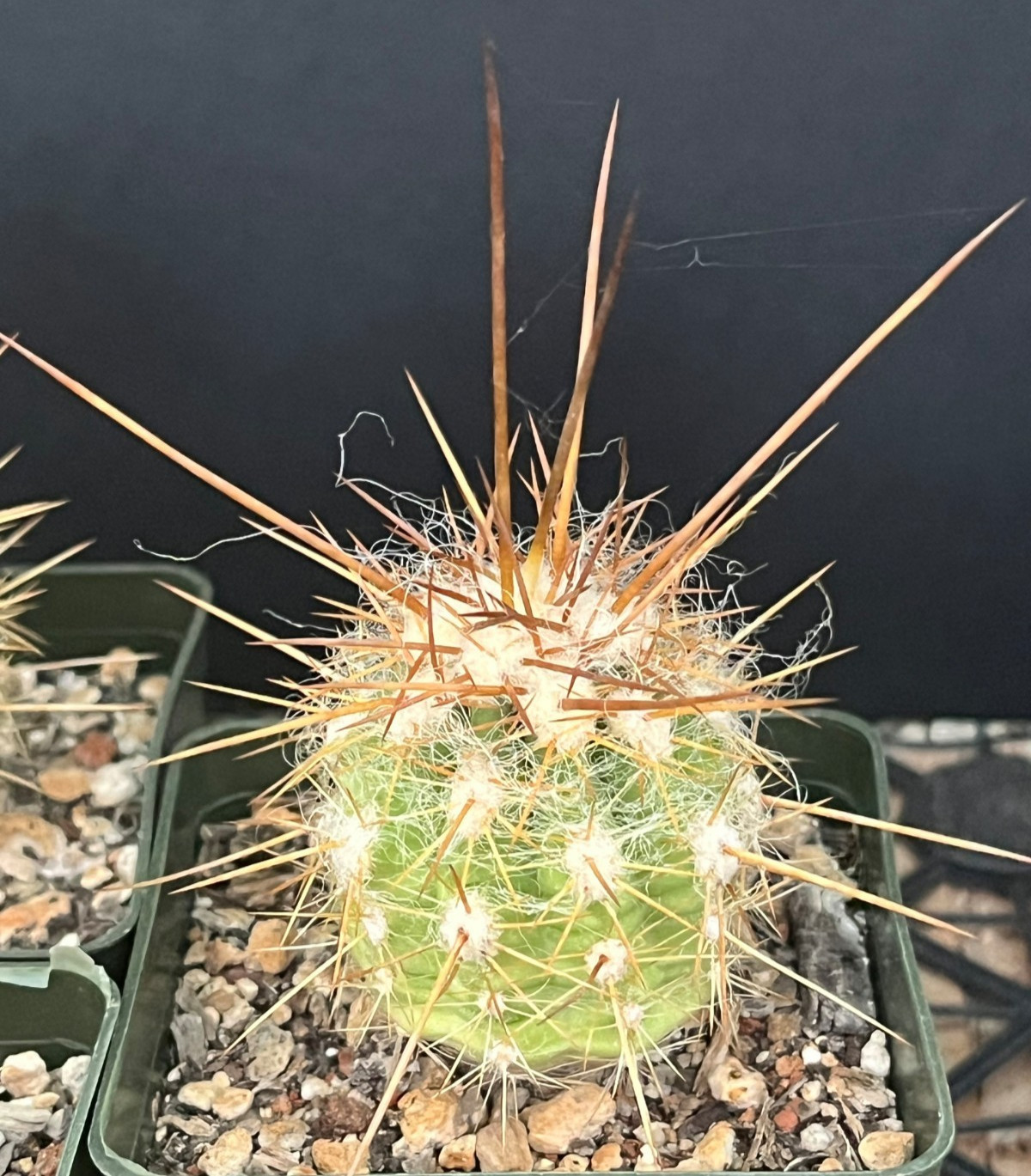 Oreocereus variicolor KK887 locality UNIQUE PHENOTYPES Rare Cactus Seed-Grown