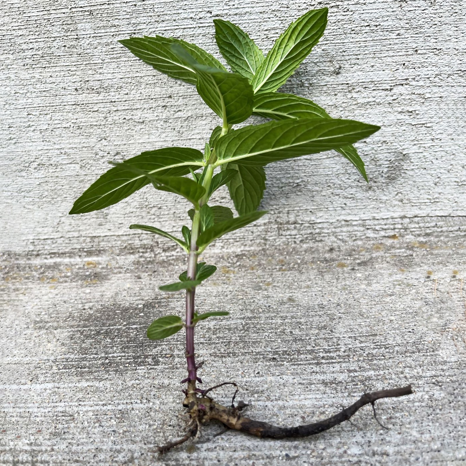 1 Plant Mint Spearmint Live Plant Edible Aromatic Herb Plant, Organic