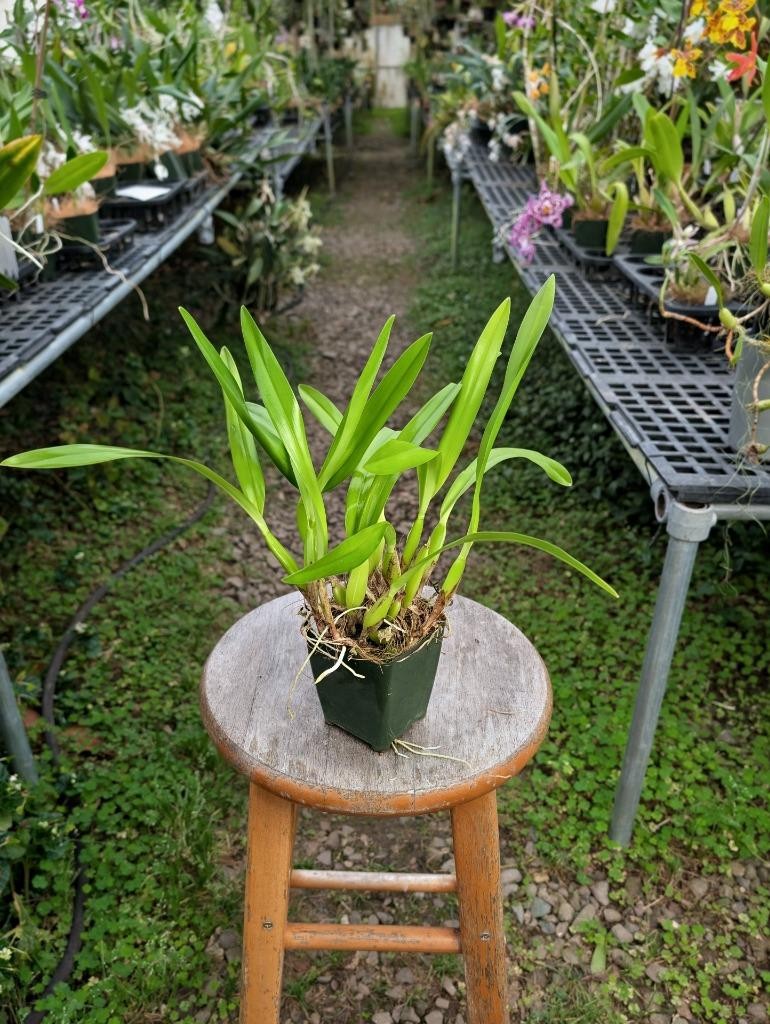 Uncommon Fragrant Orchid Species Anacheilium sima. Large Plant!