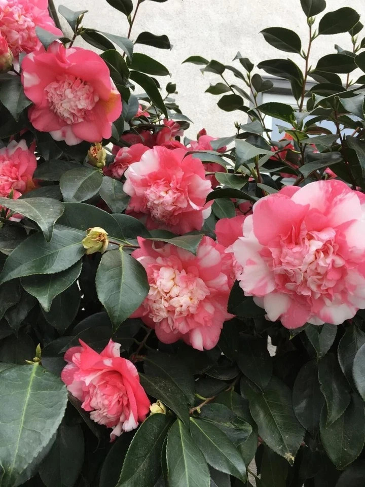 Faith Variegated~*Unique Bloom**Camellia Japonica-Live Starter Plant -USA SELLER