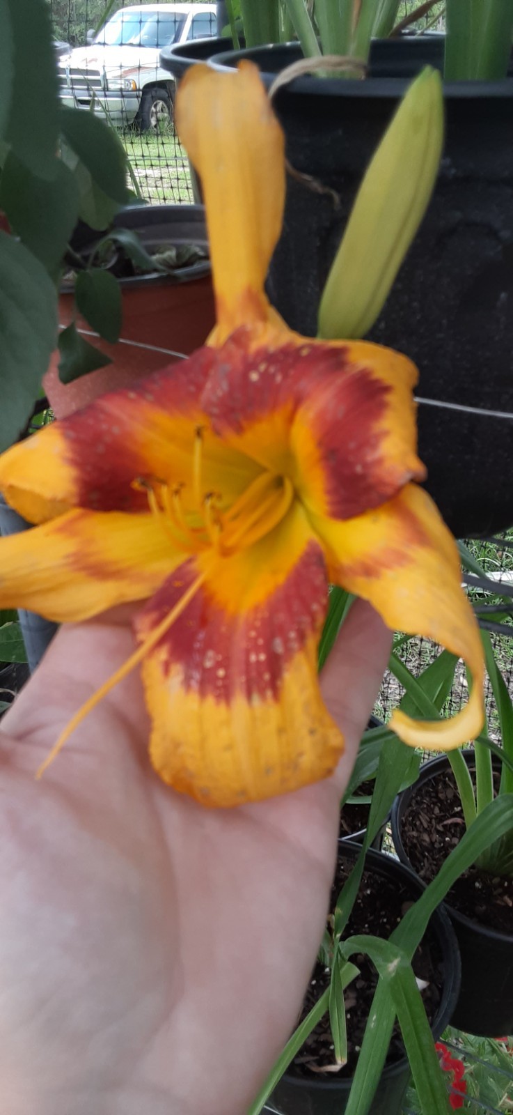 1 Tiger Swirl Daylily Live Starter Plant- READ LISTING