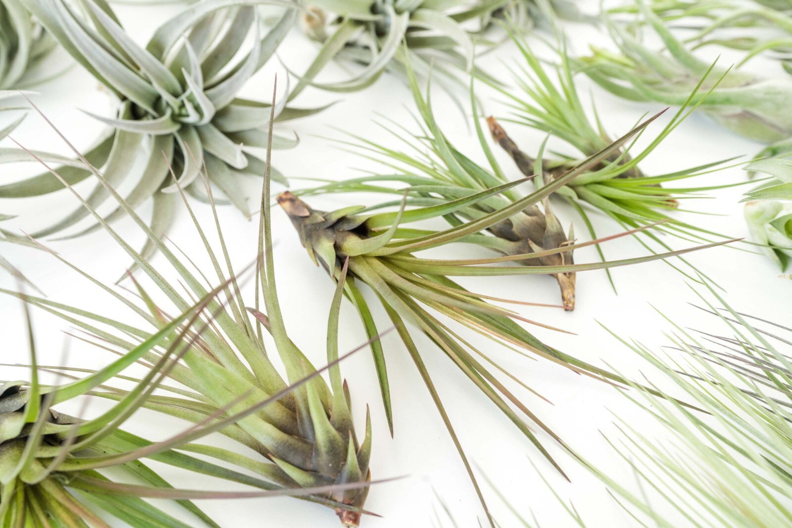 Air Plant Variety Pack of 48 – Live Tillandsia – Easy Indoor Outdoor Home Decor