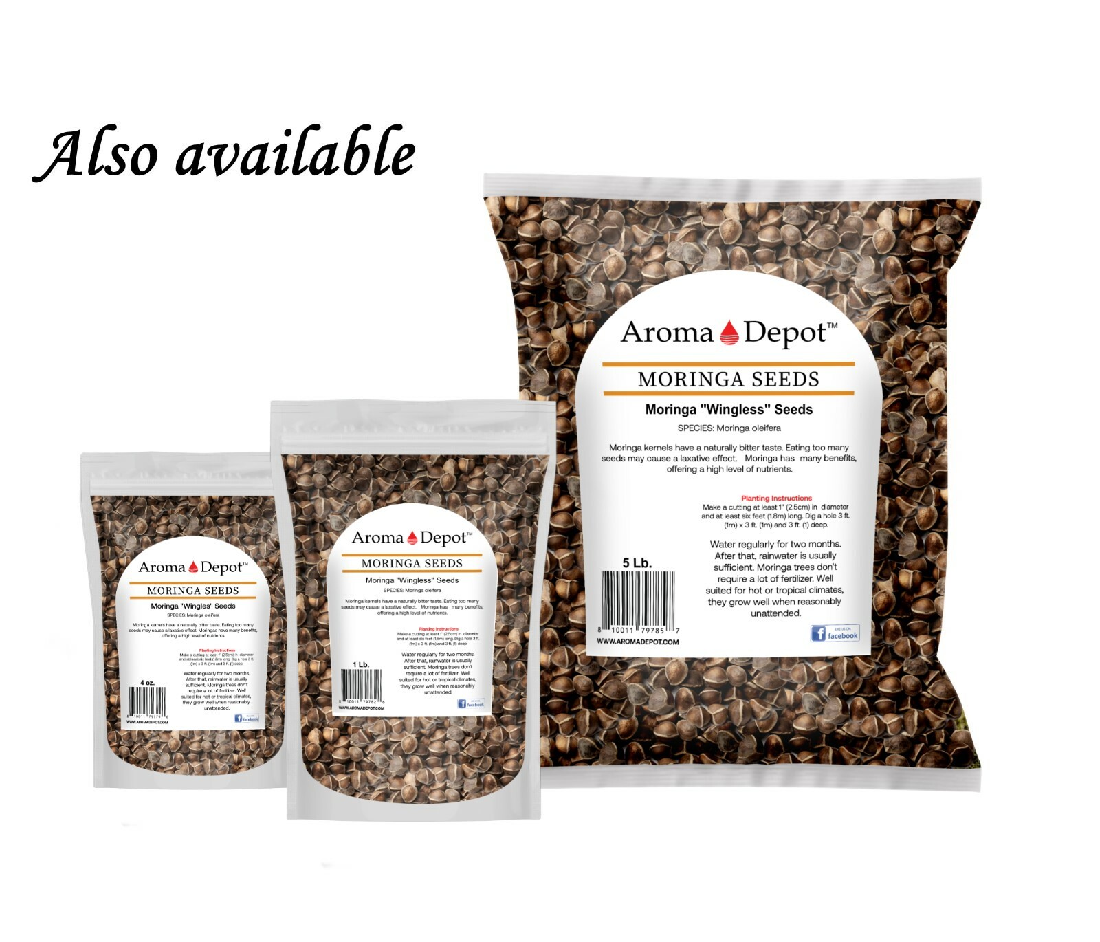 4 oz. Moringa Seeds 400 Fresh Semilla de Moringa oleifera 5 Pouches Malunggay