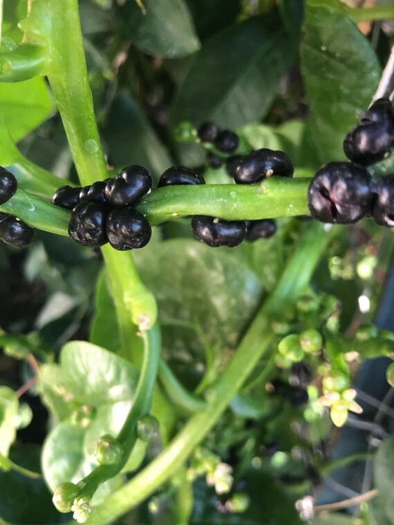Green Malabar Spinach 30 Seeds Espinaca Basella alba