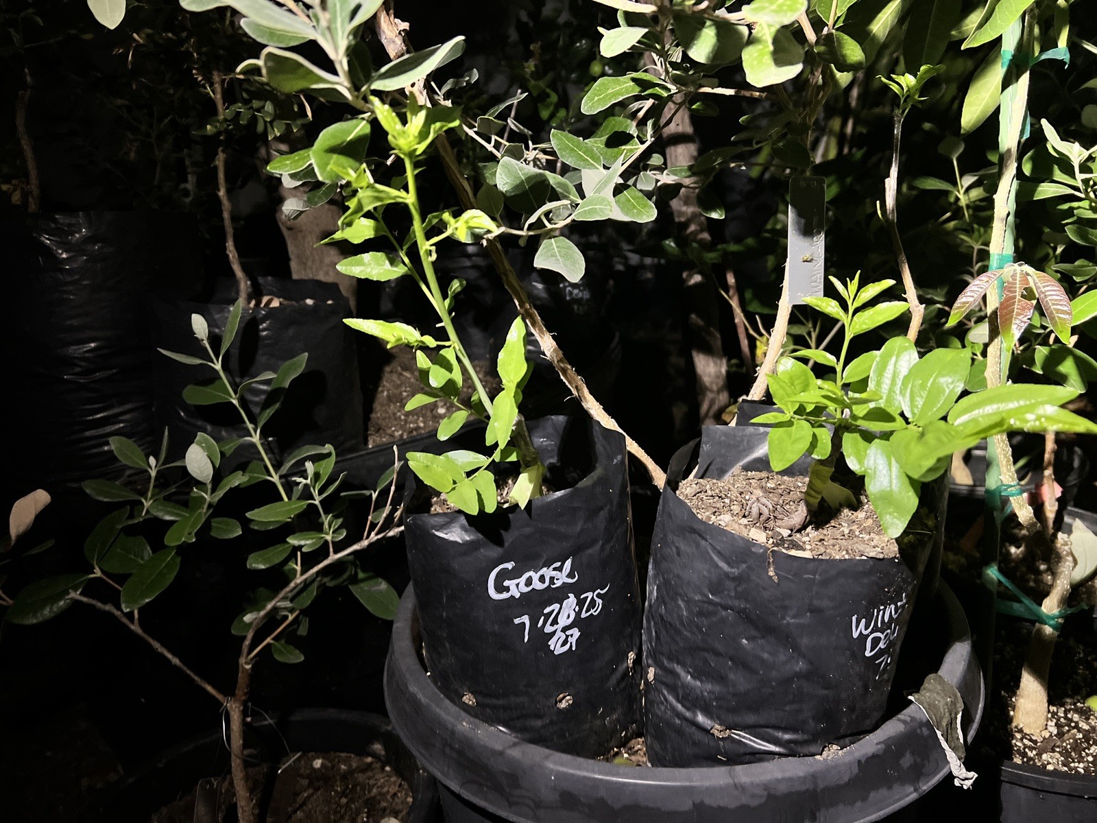 JUJUBE GRAFTED ‘WINTER DELIGHT’ Ziziphus Jujuba Chinese Date Fruit Tree Rare
