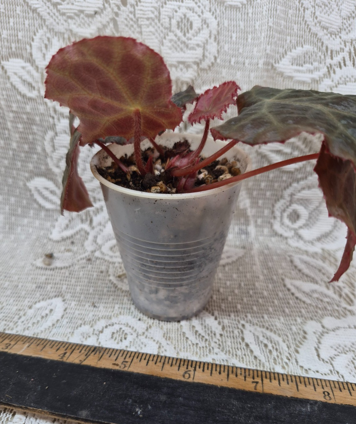 Begonia Plant — ‘Mumtaz’ ~ Terrarium/ Vivarium /Dart Frog
