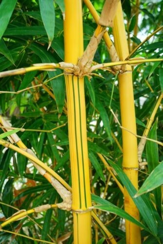 HAWAIIAN GOLD BAMBOO Bambusa vulgaris vittata – 1 Gallon Pot, Currently 3.5 Feet