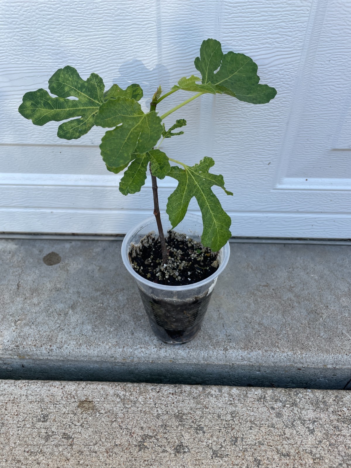 Olympian Fig – mid season variety known for early breba production