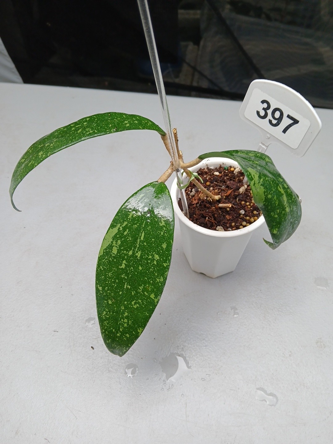 #397- HOYA VIETNAM SPLASH LIVE PLANT, LARGE LEAF,