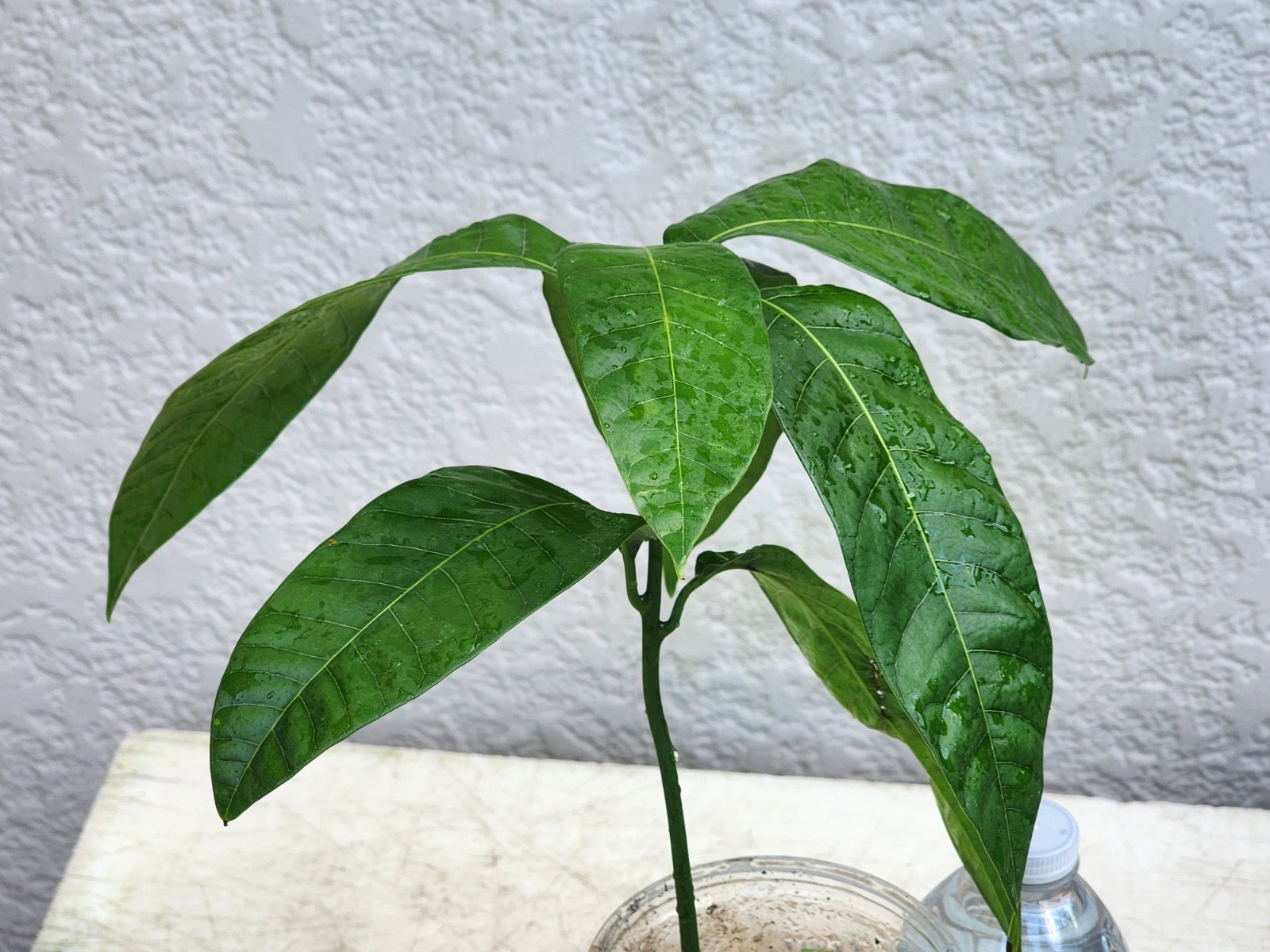 Rare Red Mango Tropical Fruit Tree 7”-10” In The Pot/Seeding Mango Live Plant