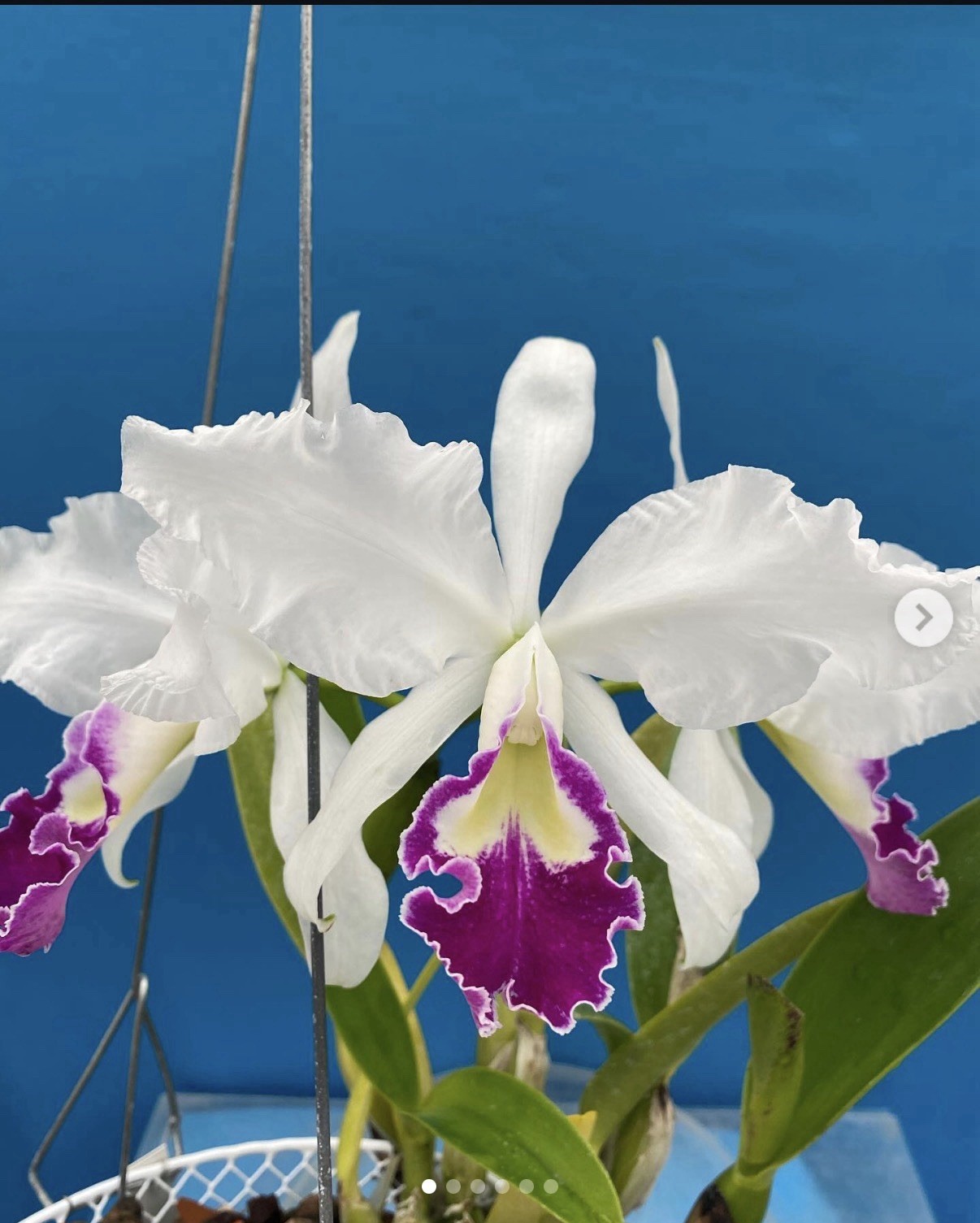 Cattleya warscewiczii S/A Purple White ‘Soft Touch’ Orchid Eros Species 5.5” Pot