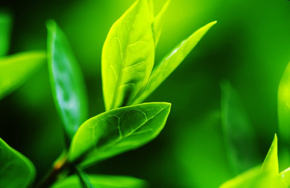 Tea Tree Seeds for Planting – 12 Seeds of Camellia Sinensis Herb Seeds – Made in