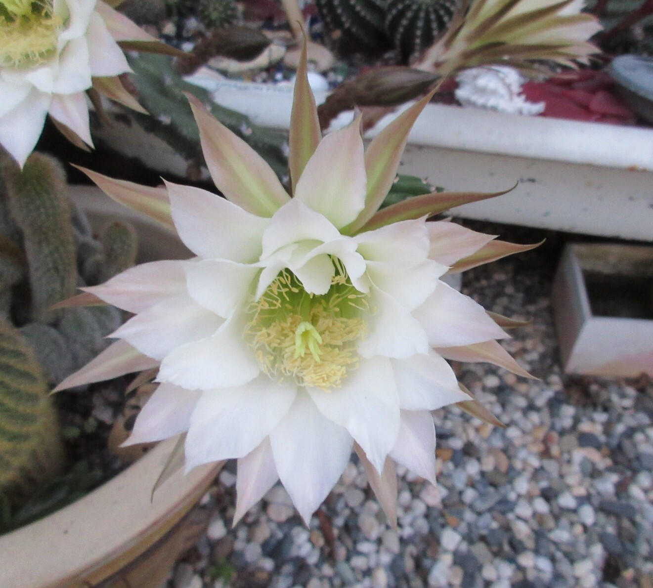 Harrisia jusbertii Snake Cactus Dusk blooming cacti rare 8″ Cutting