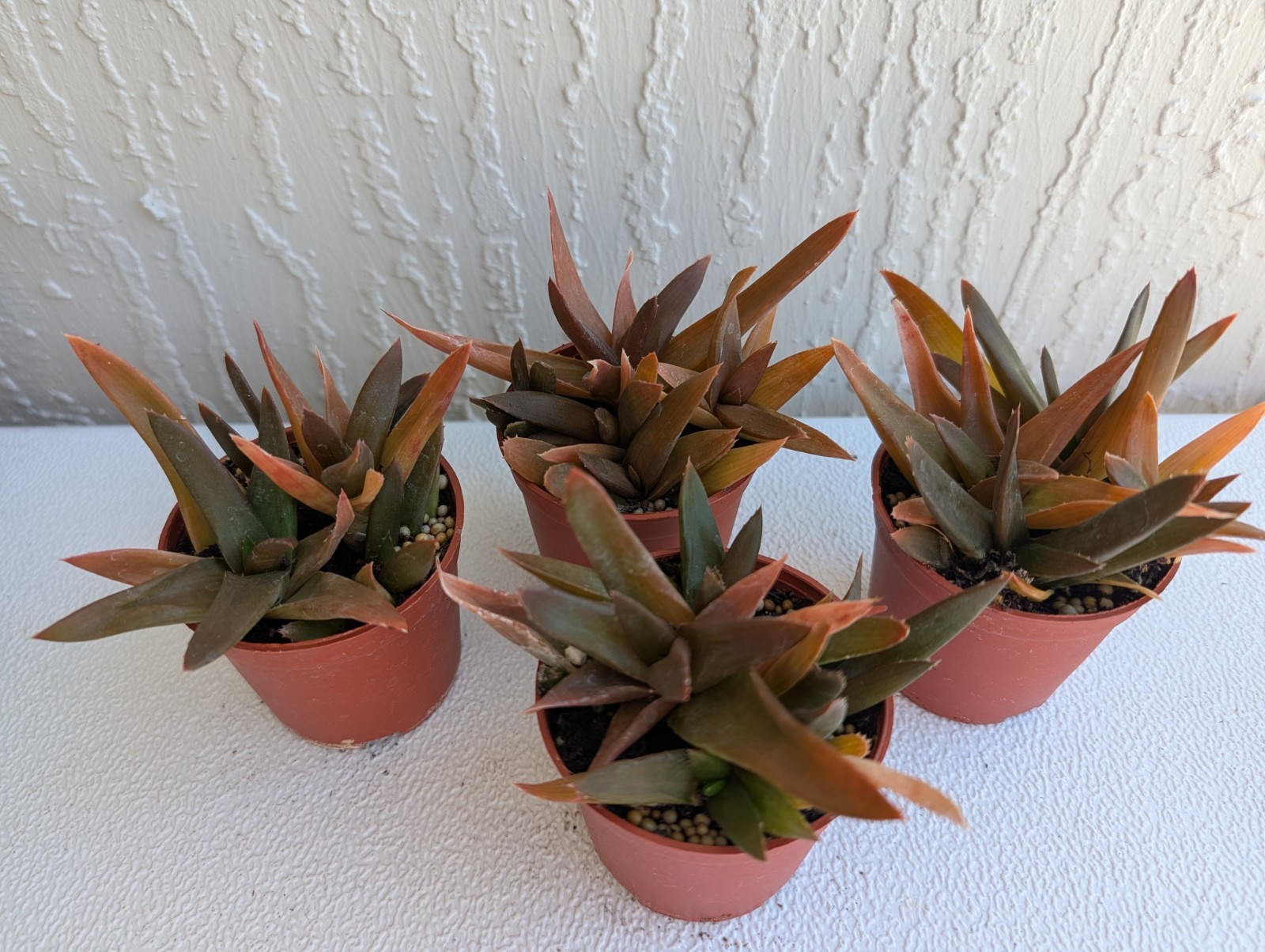 Alworthia ‘Black Gem’ Succulent Plant Rooted 3″ Pot