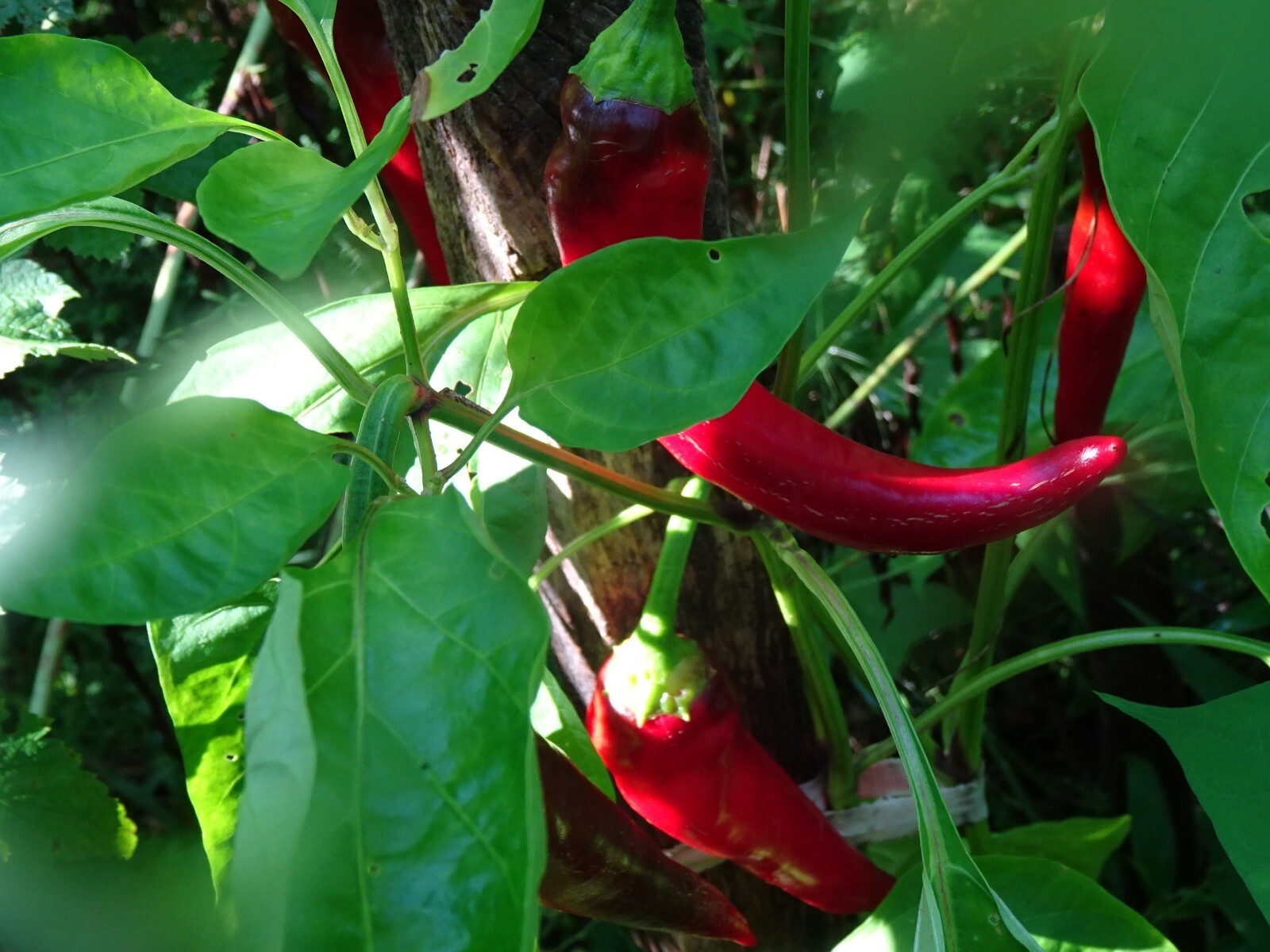 Red Chili Pepper ROKITA Semi-hot 30 seeds Polish Heirloom Organic from 2023