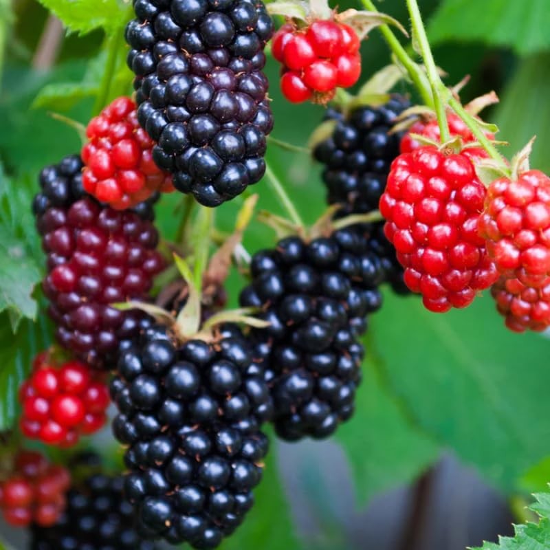2 Ouachita BlackBerry Plants Live, 4-8 Inch Height, BlackBerry Bush Live Plant