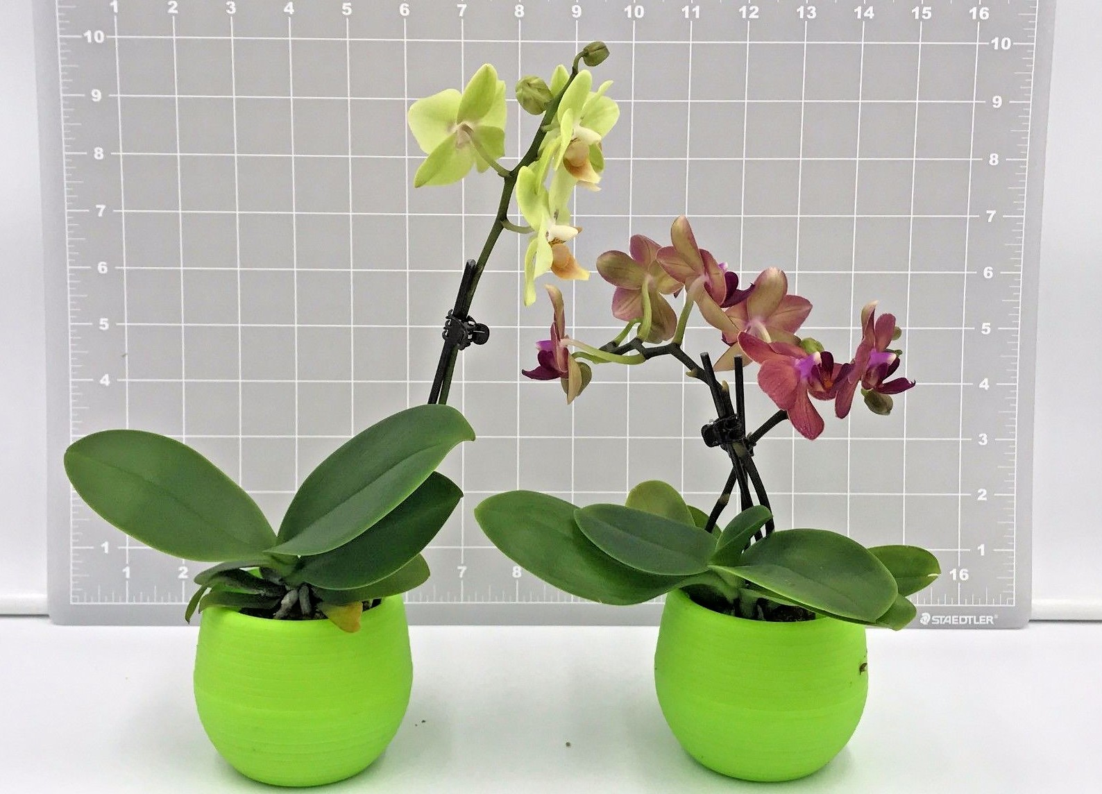 5+ Live Orchids (Cattleya,Oncidium,Dendrobium,Vanda,Phalaenopsis)