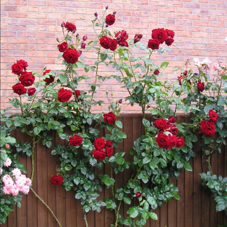 Crimson Glory Dark Velvety Red Climbing Rose Live Starter Plant 4-6″Tall No Pot