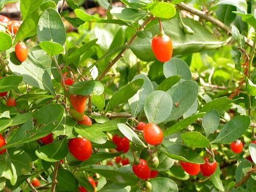 Goji Berry, Lycium chinense, Shrub Seeds
