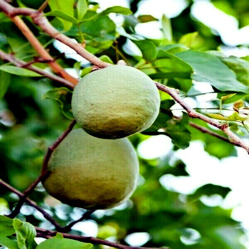 10 Bael Fruit Tree Seeds (Aegle marmelos) Bengal Quince Stone Apple Plant RARE!