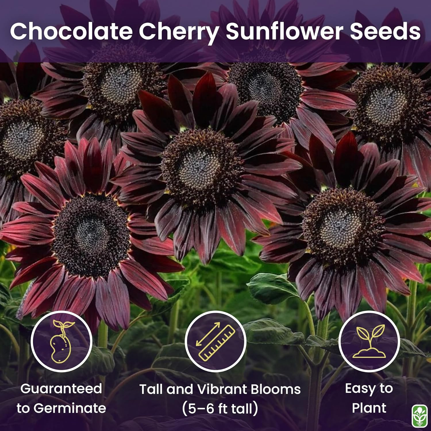 Chocolate Cherry Sunflower Seeds to Plant – Heirloom & Non-Gmo – Large Package 2