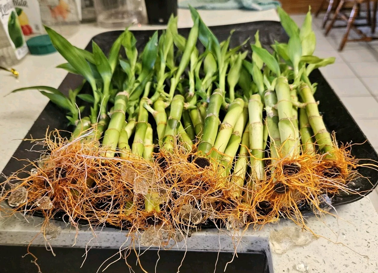 8 LUCKY BAMBOO PLANTS 4″ and 6″ Indoor Perennial, Feng Shui, Ideal GIFT, Water