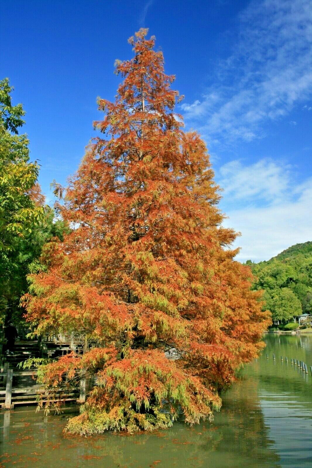 Dawn Redwood Tree Seeds (Metasequoia glyptostroboides) Fast Hardy Bonsai Plant