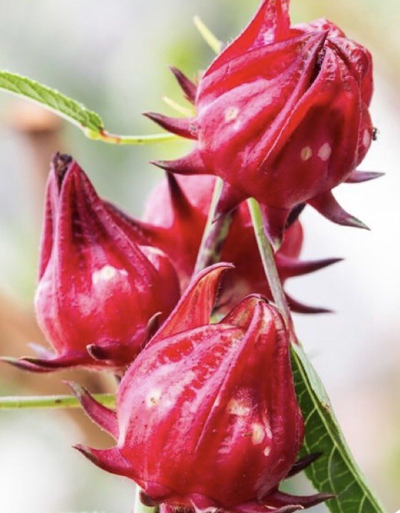 30 Plus Roselle Hibiscus Seeds-Non GMO-Asian Sour Leaf