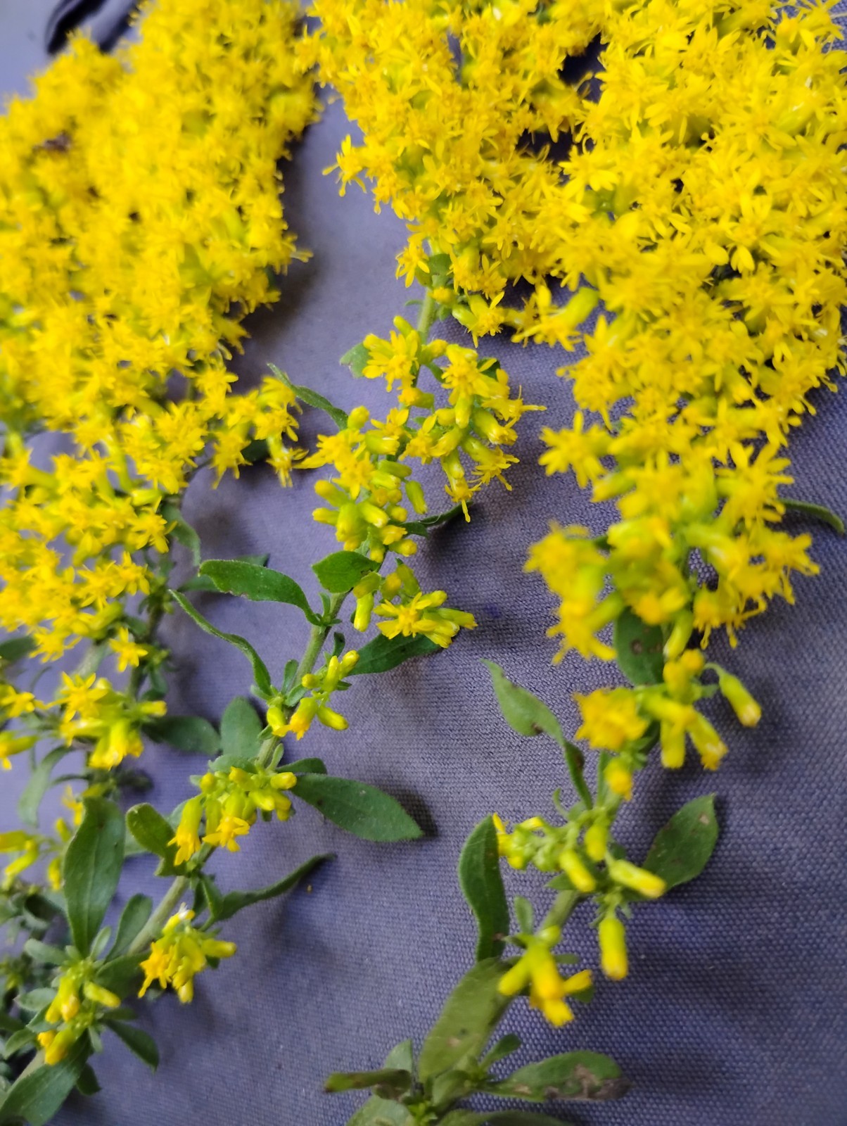 BUY 1- 1 FREE GOLDENROD GREAT FALL COLOR! VERY EASY PERENNIAL RECOMMEND!!