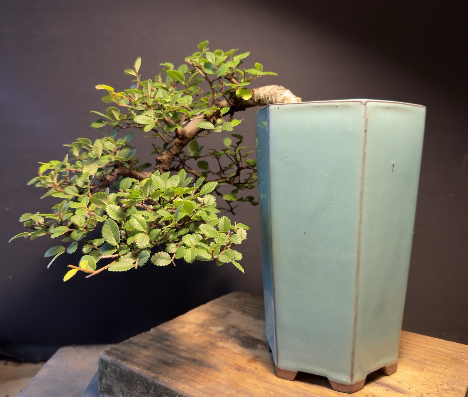 Bonsai Tree Cork Bark Chinese Elm Cascade From Root Cutting Quality Chinese Pot