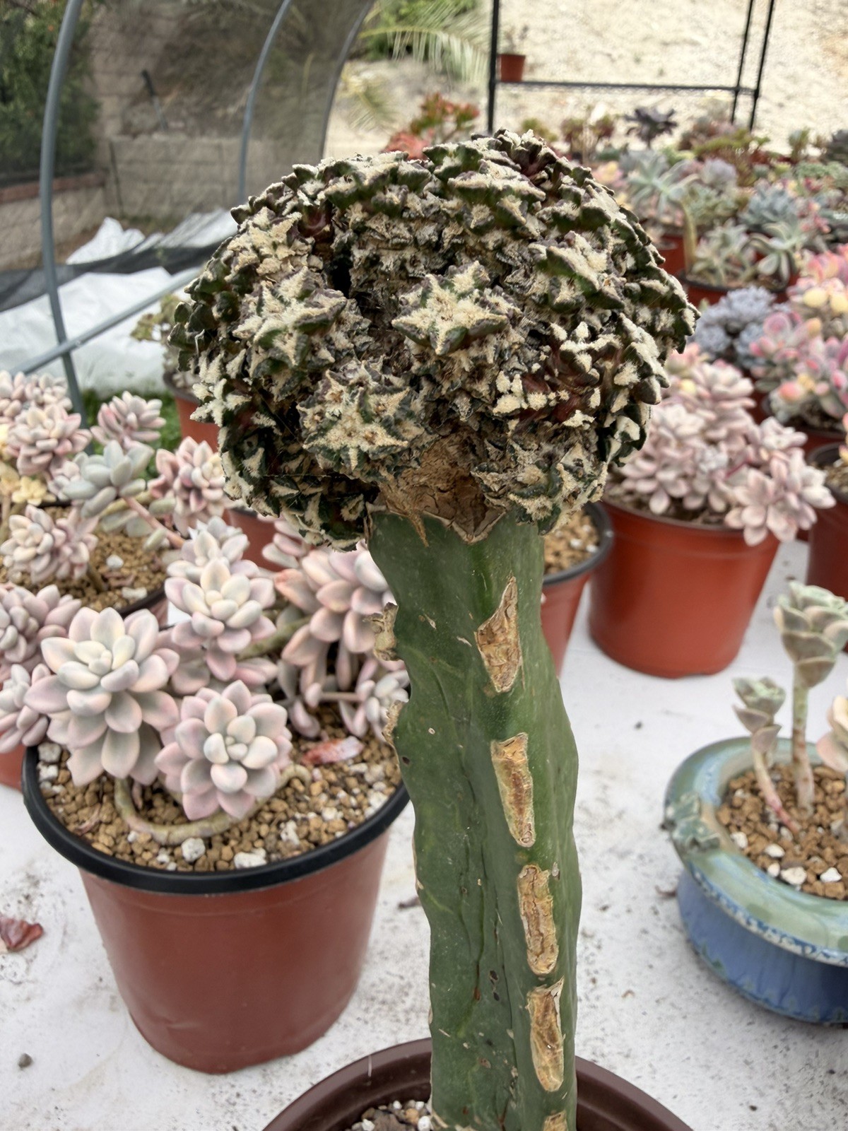 Rare Cactus Grafted