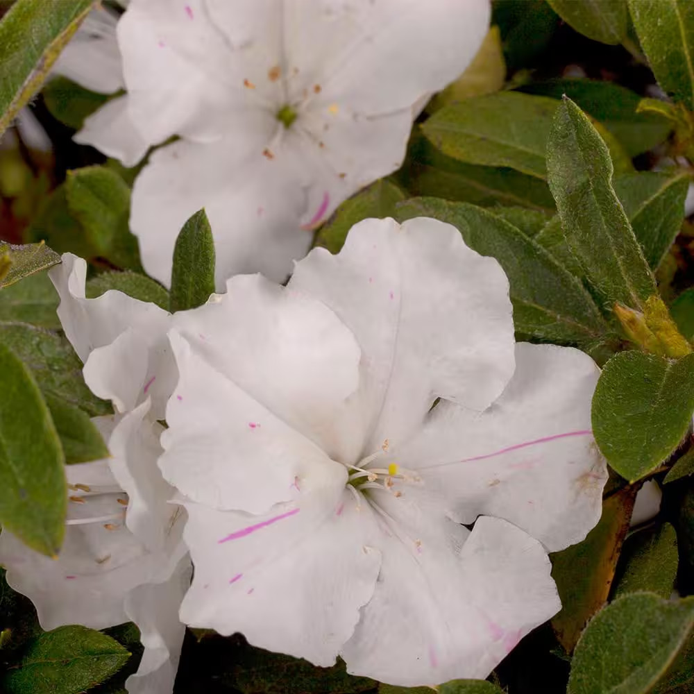 2 Gal. Autumn Lily Azalea Shrub with White Flowers in Decorative Container