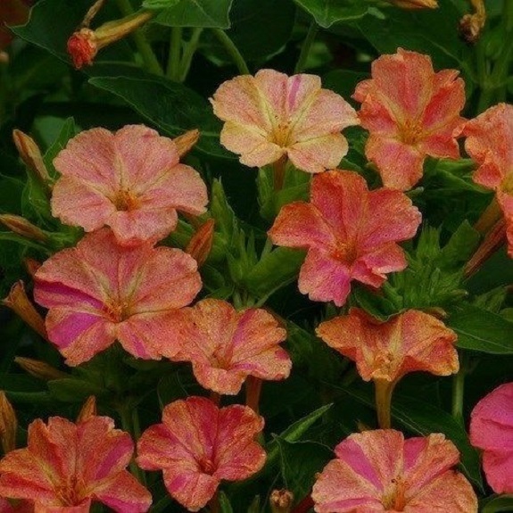 30+ Yellow and Red Bi-Color Four O’ Clock MirAbilis / Perennial Flower Seeds