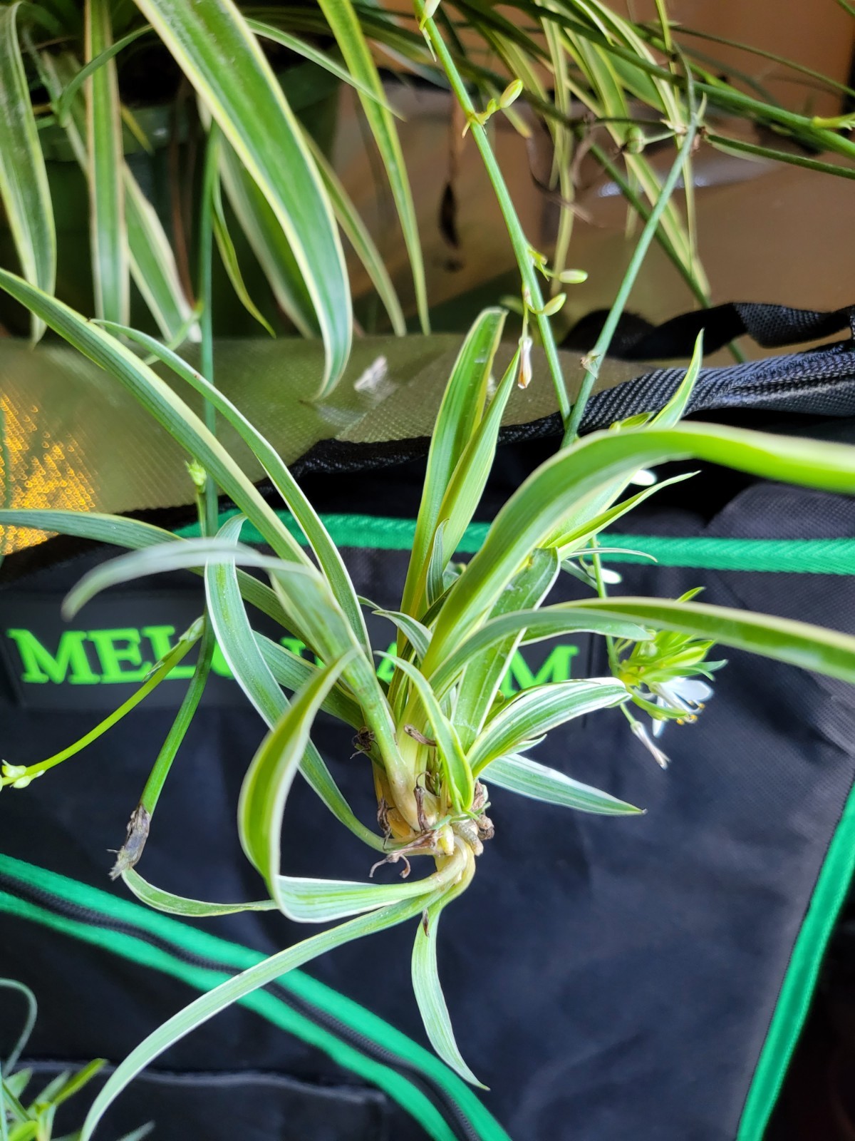 10 of Cleans the Air Ocean Spider Plant- Cleans the Air- bare rooted plants