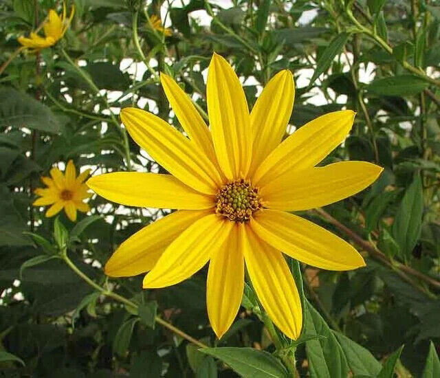 SUNFLOWER – JERUSALEM ARTICHOKE – 6 PLANTS –SEE DESCRIPTION – LOOK!