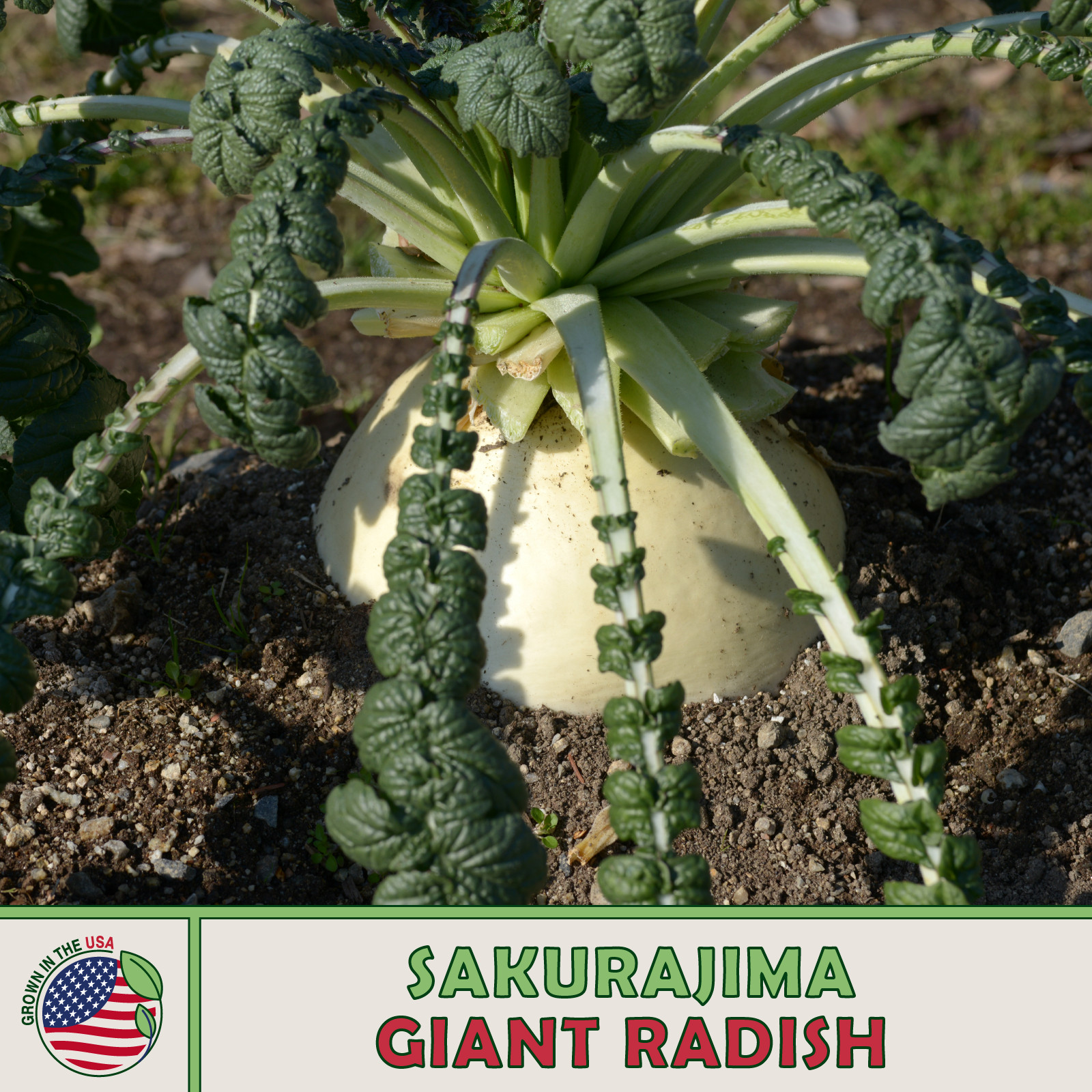 20 Sakurajima Giant Radish Seeds, Heirloom, Non GMO, Genuine USA