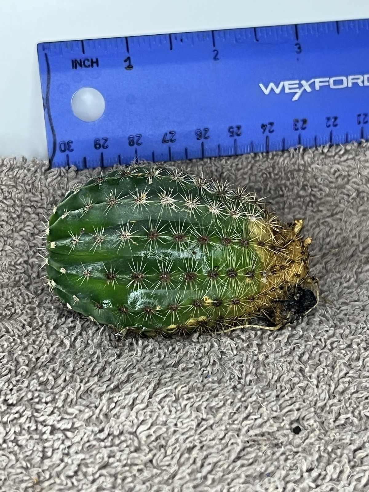 Pink Easter Lily Sea Urchin Barrel Cactus ~ 1 Count