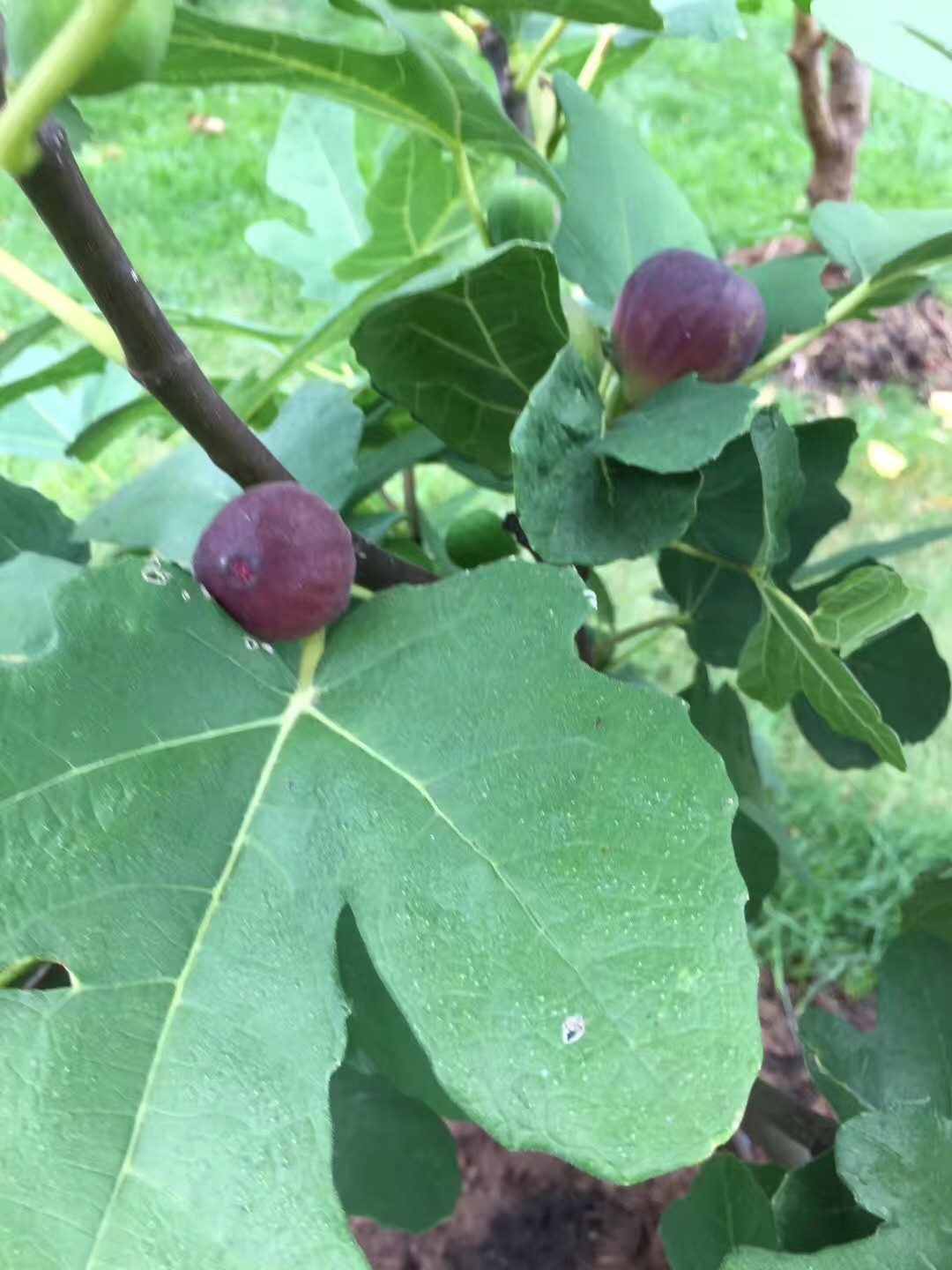 Two Fig Trees