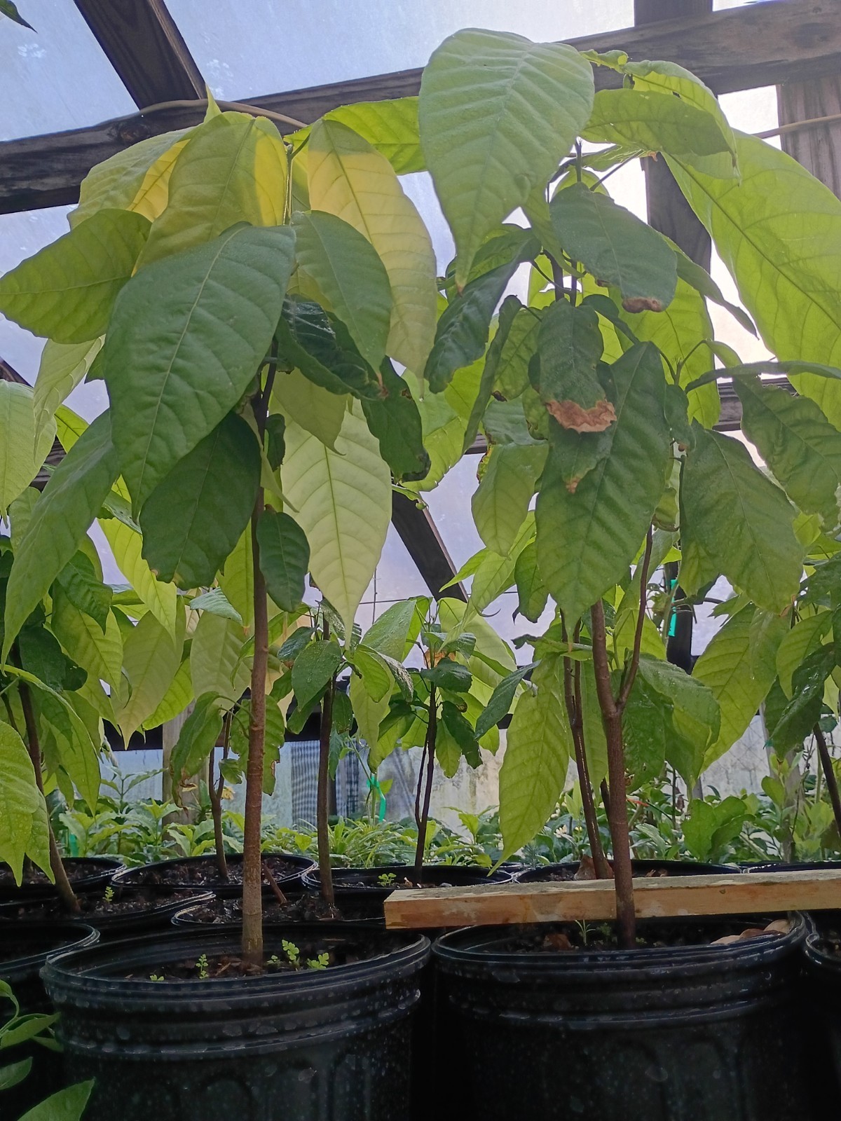 Cocoa tree in 2 Gallon Pot Ready to produce