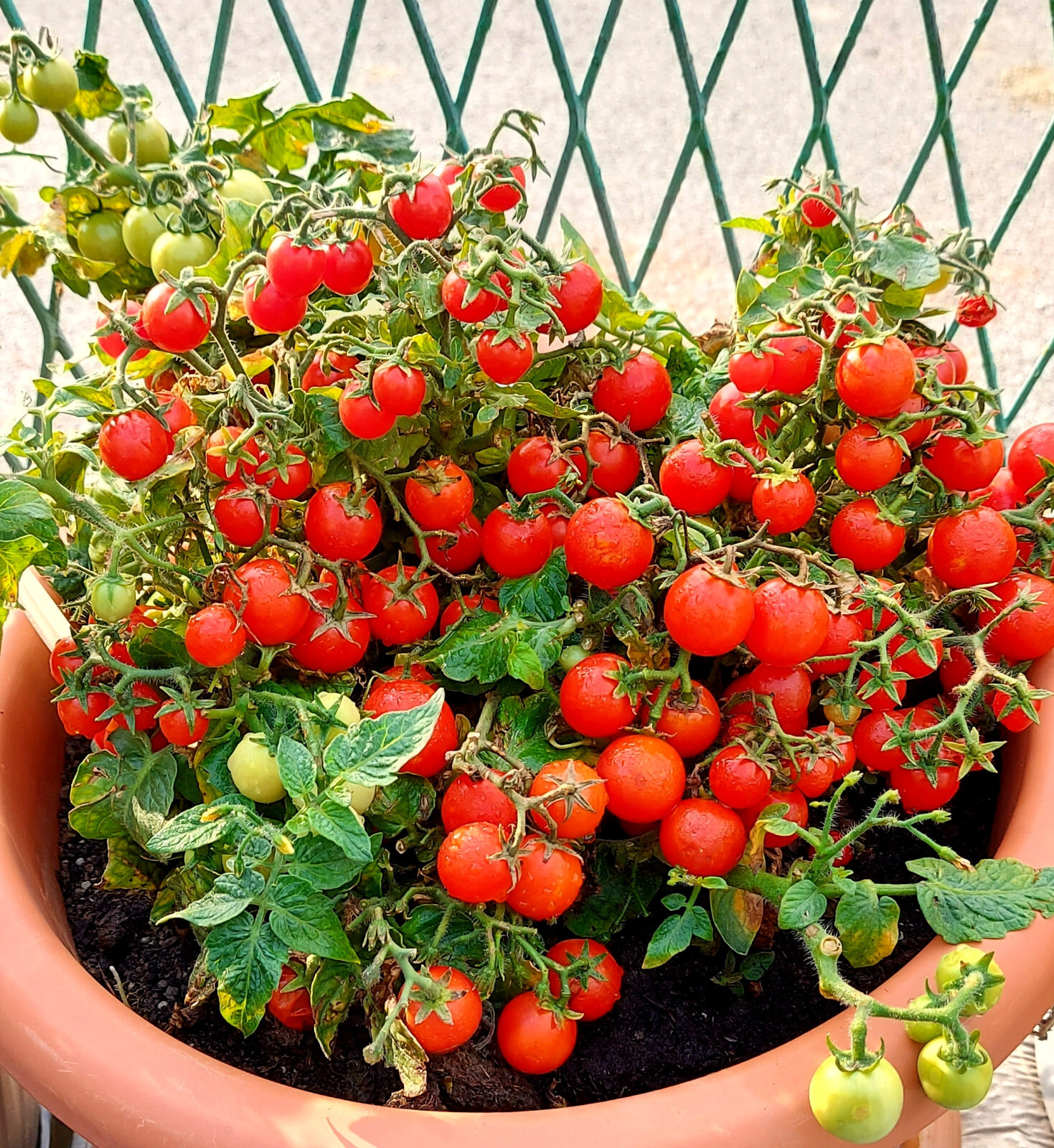 15 WINDOW BOX RED MICRO DWARF TOMATO SEEDS ~ AEROGARDEN ~ 2026 ~ NON-GMO