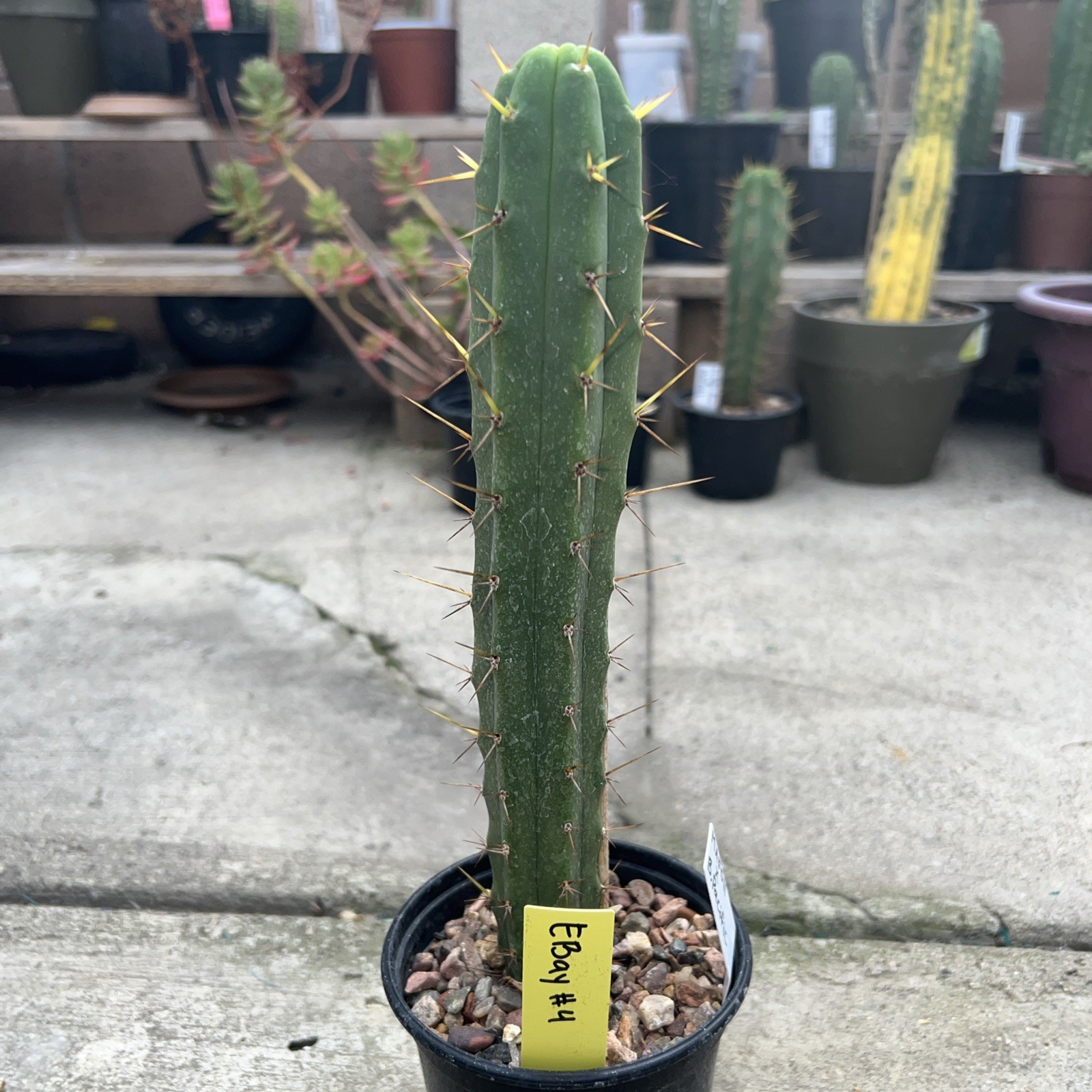 🔥MAF011 x B. Pacific (10 Inches Long )