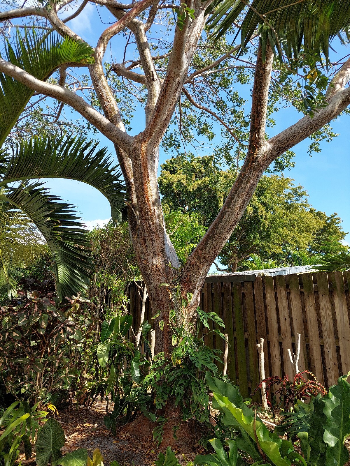 2 Gumbo Limbo Seedlings Tree – 2.5″ tall – Live Plants